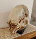 Alien Newborn Life-Size Head Prop Replica Statue Alien Collectible Bust
