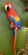 Macaw Parrot RED Rainbow resin figure wall hanging bird lover garden statue